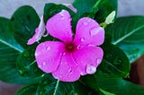 a pink Catharanthus roseus periwinkle flower with water droplets - image clicked by Author