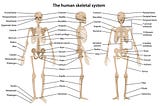 The Systems of Our Body: Skeletal