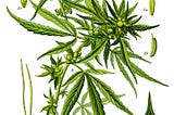 Discover the hemp plant