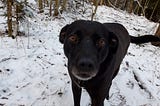 Medium size black Labrador-Staffy cross rescue dog with amber eyes, standing in snowy forest
