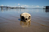 Skull in sand and shallow water with dock in background.