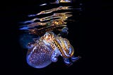 Bacterial Can Gossip! Quorum Sensing