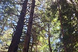 Forest Walk at a National Historic Site at Fort Clatsop, Oregon