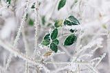 hoar frost on leaves