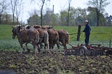 A Plough Horse and a Jump Course