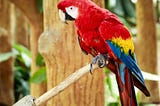 Ancient DNA And Spatial Modeling Reveal Pre-Inca Trans-Andean Parrot Trade