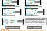 Can muscle fibers grow without being activated?
