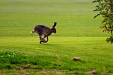 A large hare captured midair over a field