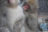 Snow Monkeys in Japan — And Why They Aren’t in Cages