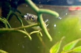 The Amazon Puffer: Caring For A Fish That Just Wants To Swim Upstream