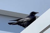 If It’s Not A Raven, Then What Is This Big Black Bird?