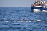 Whale Watching in Sri Lanka: The Best In The World