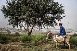 The Donkey: Africa’s Next Endangered Animal