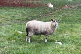 Shaggy sheep with dark markings on its face, looking curiously at the human with the camera. In a grassy field with a resting sheep in the background.