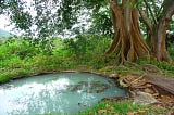 A small pond beneath a tree