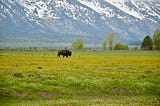 A lone bison grazes in a green field amidst the backdrop of a snowy mountain range.