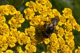 Summer Heat, Birds and Buzzing Bees