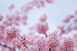 Kawazu Zakura — The Early Blooming Cherry Blossom