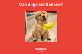 Can dogs eat Banana?