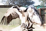 Vultures: Nature’s Environmental Clean-Up Crew in Critical Danger?