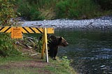 A grizzley bear by the water