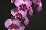 Haiku — Orchid