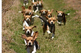 A pack of running beagles