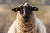 front view of a sheep with black face and ears