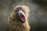 a yawning baboon looks at the camera