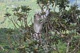 Are invasive macaques reducing fruit availability to an Endangered bat species?