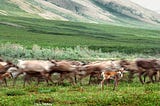 Far Away and Close: Training for Arctic Refuge Alliance