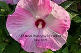 52-Week Photography Project For June 2025