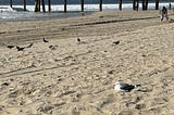 A Seagull’s Guide to Venice Pier