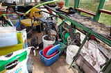 A black and white cat is walking towards the camera in a cluttered greenhouse filled with various items. There’s a bag of Miracle-Gro soil, a blue bucket with a red basin inside, and a green garden hose visible among the scattered objects.