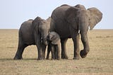 हाथियों के बारे में 10 हैरान करने वाले तथ्य