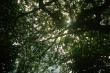 Maybe You’ve Been So Rooted In The Ground, You’ve Missed The Beauty Growing Above You