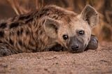 FACTS ABOUT HYENA