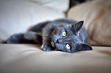 Grey cat lying on its side facing the camera.