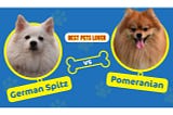 German Spitz vs Pomeranian