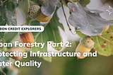 Urban Forestry Part 2: Protecting Infrastructure and Water Quality