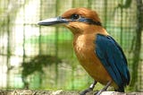 Spotlight Species: Guam Kingfisher (Sihek)