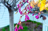 Petals preparing / perfect, pending, pendulous / pregnant, purposeful.