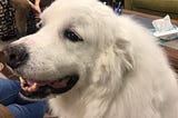 Therapy animals promote wellness on Marquette’s campus