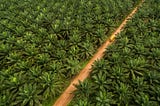 A glimpse inside the palm oil industry