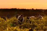 Bodegas Piedra: ecological, unique and award-winning wines
