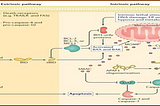 Cell Death Pathways in Cancer