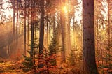 Image de couverture : forêt avec arbres droits et soleil couchant