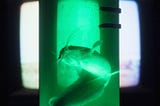 A catfish trapped within a green cylindrical vessel filled with water. In the background a TV plays a blurry video of wartime footage.