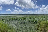 Exploring Miyagi Wetlands