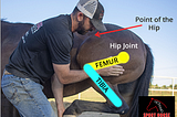 Is Your Horse’s Hip “OUT”?